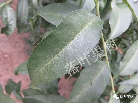 又名山楂红蜘蛛,以成螨,若螨群集于叶背面刺吸汁液,多集中在主脉两侧