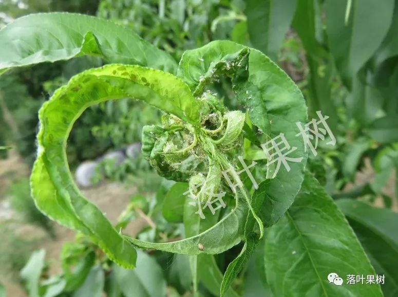 桃蚜危害状(孙瑞红提供 又名烟蚜,以成蚜,若蚜群集于桃芽,叶片,嫩