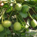 海棠“苹果炭疽叶枯病”