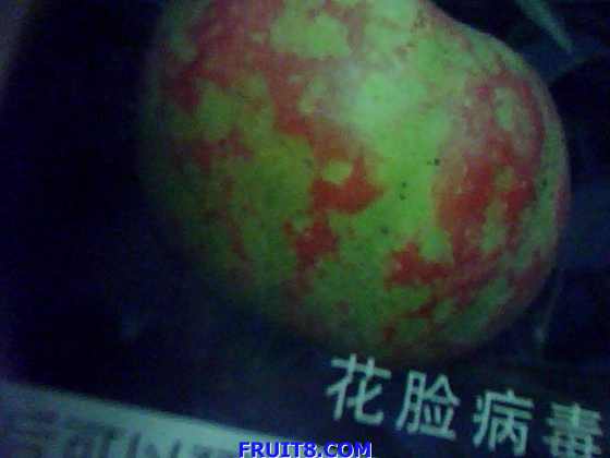 Ƭ 006.jpg