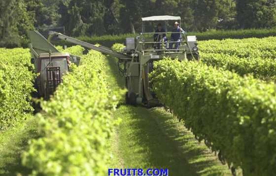 Chardonnay Grape Harvest.jpg