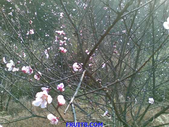 Ƭ 024.jpg