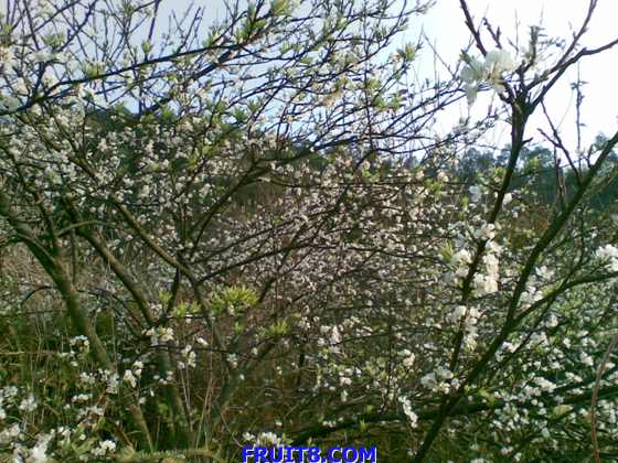 Ƭ 020.jpg