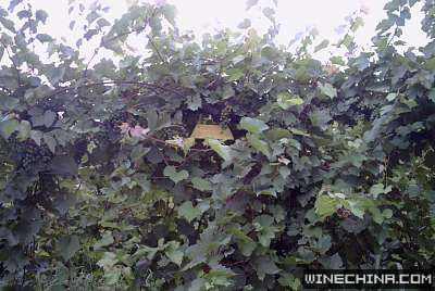 2007111119525056007[1].jpg