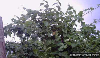 200711112034214729[1].jpg