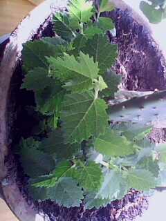 IMG0099A.jpg