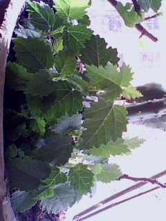 IMG0100A.jpg