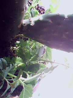 IMG0101A.jpg