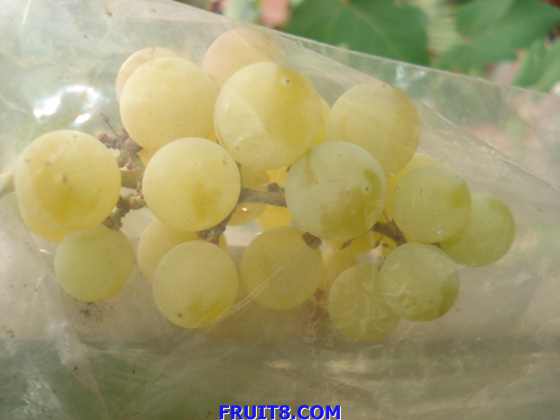 ���������������ɫ