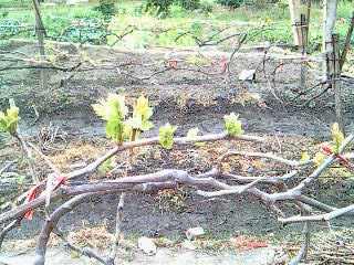 IMG0003A.jpg