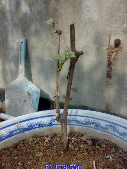 20090223318.jpg
