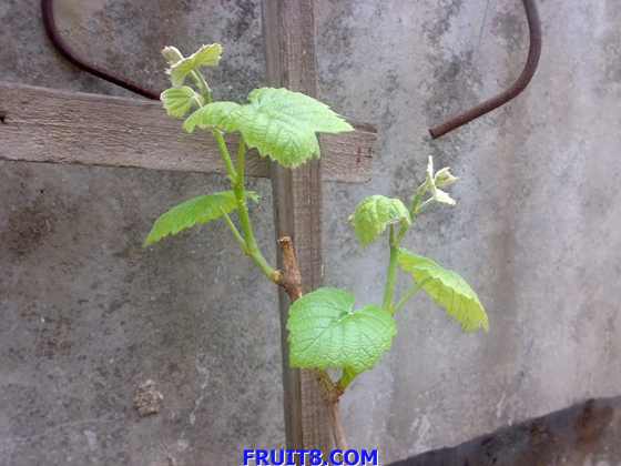 20090302320.jpg