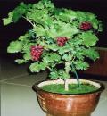33aa054832.jpg
