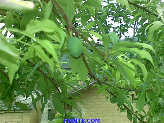 20090318_073.jpg