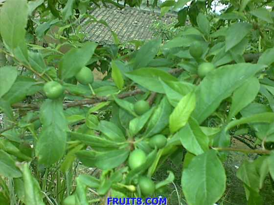 20090318_076.jpg