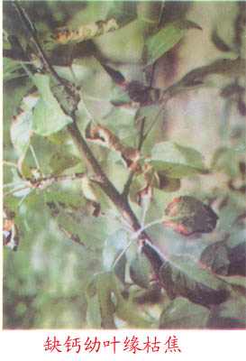 c307.jpg