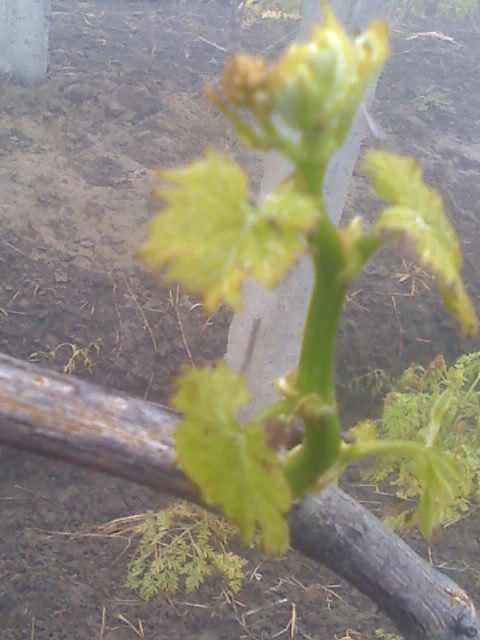 28-03-09_0816.jpg