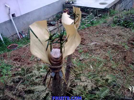 20090324_004.jpg