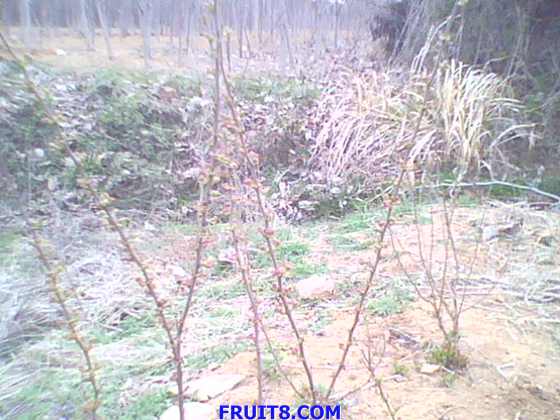 IMG0083A.jpg