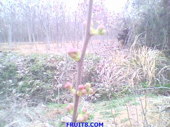 IMG0085A.jpg