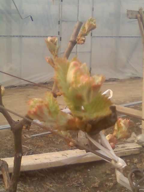 07-04-09_1625.jpg