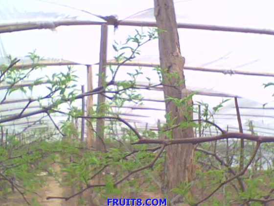IMG0349A.jpg