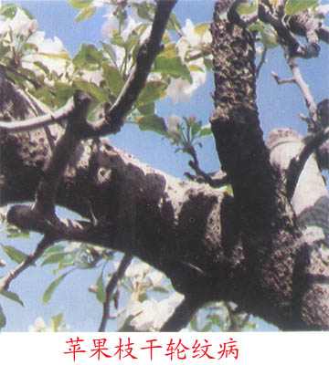c611.jpg