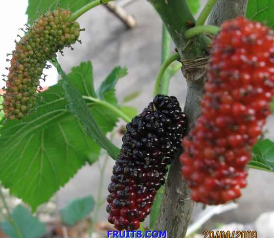 Ƭ 003.jpg