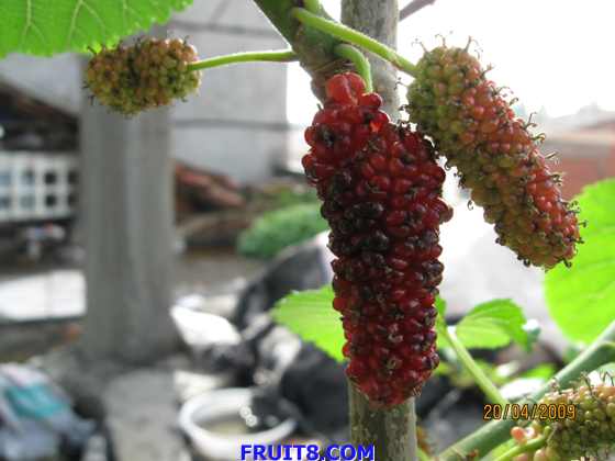 Ƭ 004.jpg