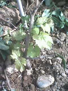 IMG0288A.jpg