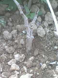 IMG0286A.jpg