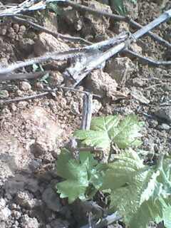 IMG0289A.jpg