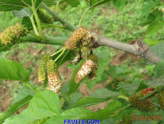 ��Ƭ 007.jpg