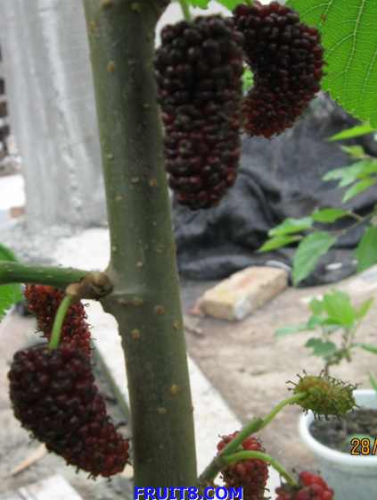 Ƭ 082.jpg
