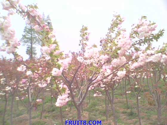 IMG0146A.jpg