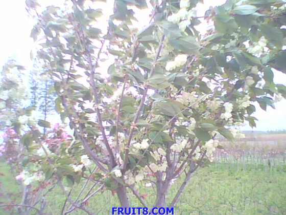 IMG0152A.jpg