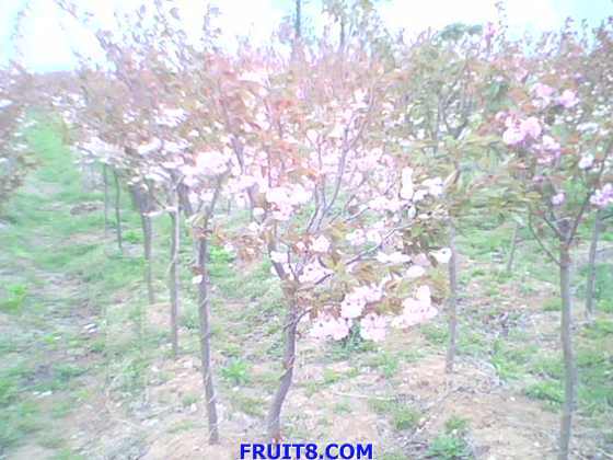 IMG0150A.jpg