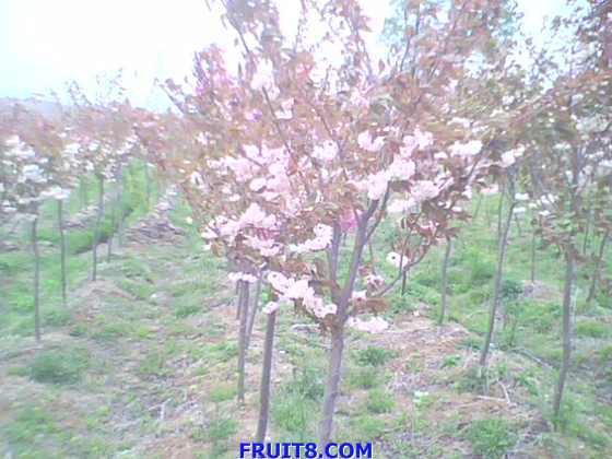IMG0151A.jpg