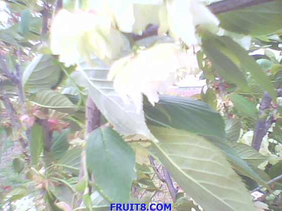 IMG0153A.jpg