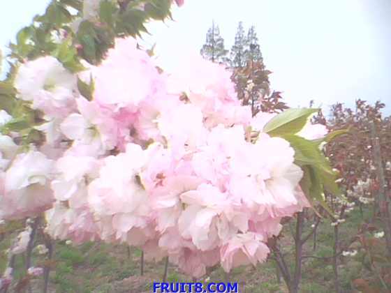IMG0147A.jpg