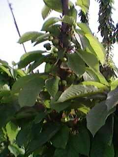 IMG0028A.jpg