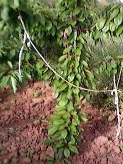 IMG0030A.jpg