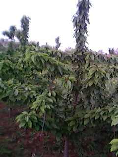 IMG0031A.jpg