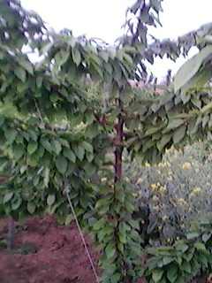IMG0033A.jpg