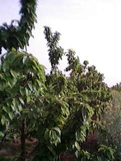 IMG0023A.jpg