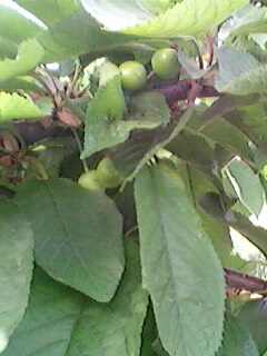 IMG0020A.jpg