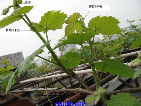 0904071557d9a35dfb10733b86_jpg_thumb.jpg