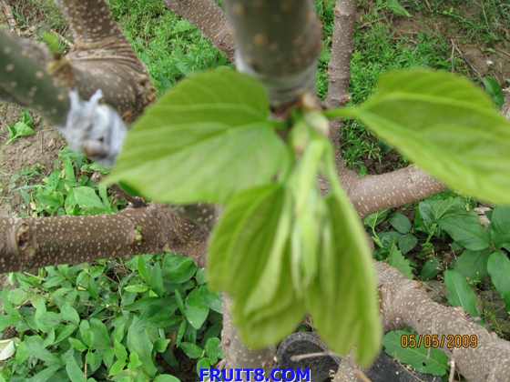 Ƭ 051.jpg