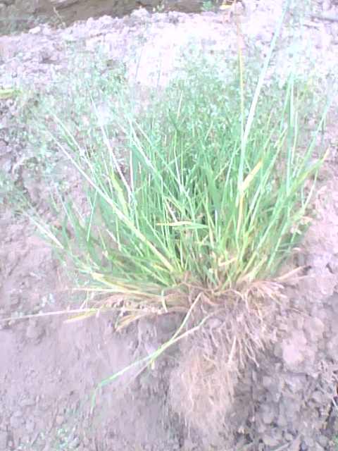 IMG0740A.jpg