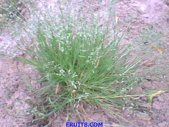 IMG0738A.jpg
